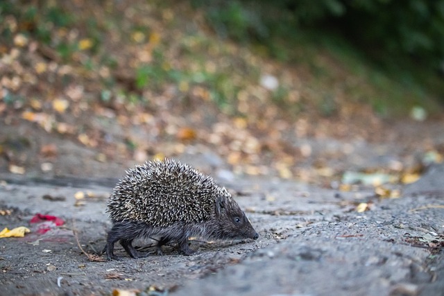 一旦他们受 一旦他们受